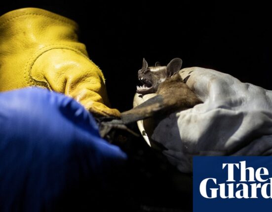 Biodiversity loss is biggest driver of infectious disease outbreaks, says study | Environment