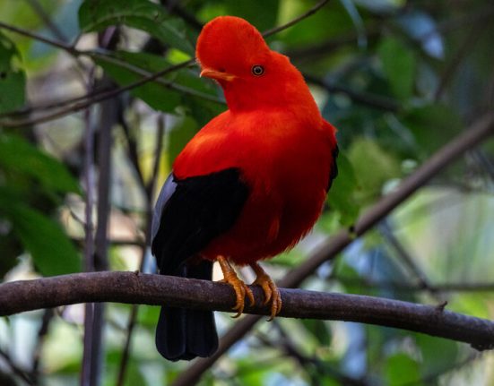 A Bird-watchers Paradise, Opened Up by Colombia’s Peace Deal