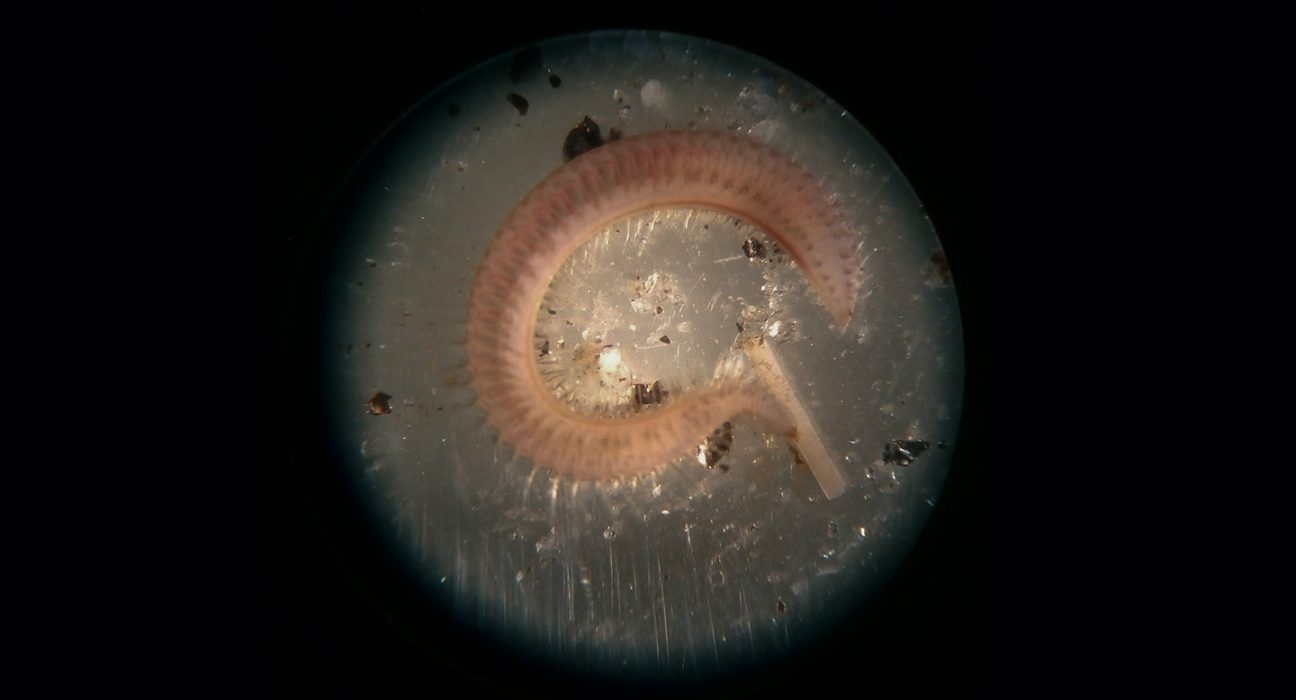 Antarctic worm