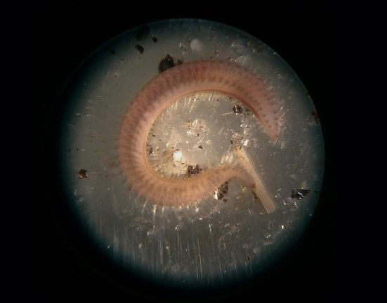 Antarctic worm