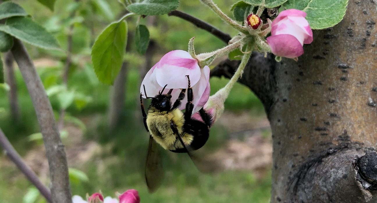 A black and yellow common Eastern bumblebee queen is perched upside down on a pink apple blossom.