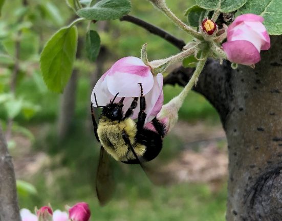 A black and yellow common Eastern bumblebee queen is perched upside down on a pink apple blossom.