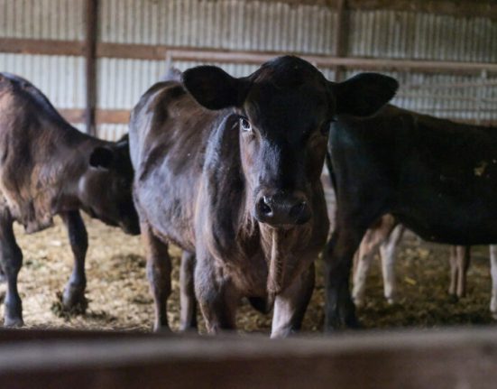 How Does Bird Flu Spread in Cows? Experiment Yields Some ‘Good News.’