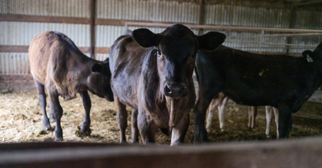 How Does Bird Flu Spread in Cows? Experiment Yields Some ‘Good News.’