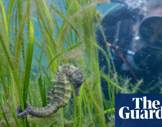 I am so obsessed with seahorses, I had 26 tanks full of them in my home | Marine life