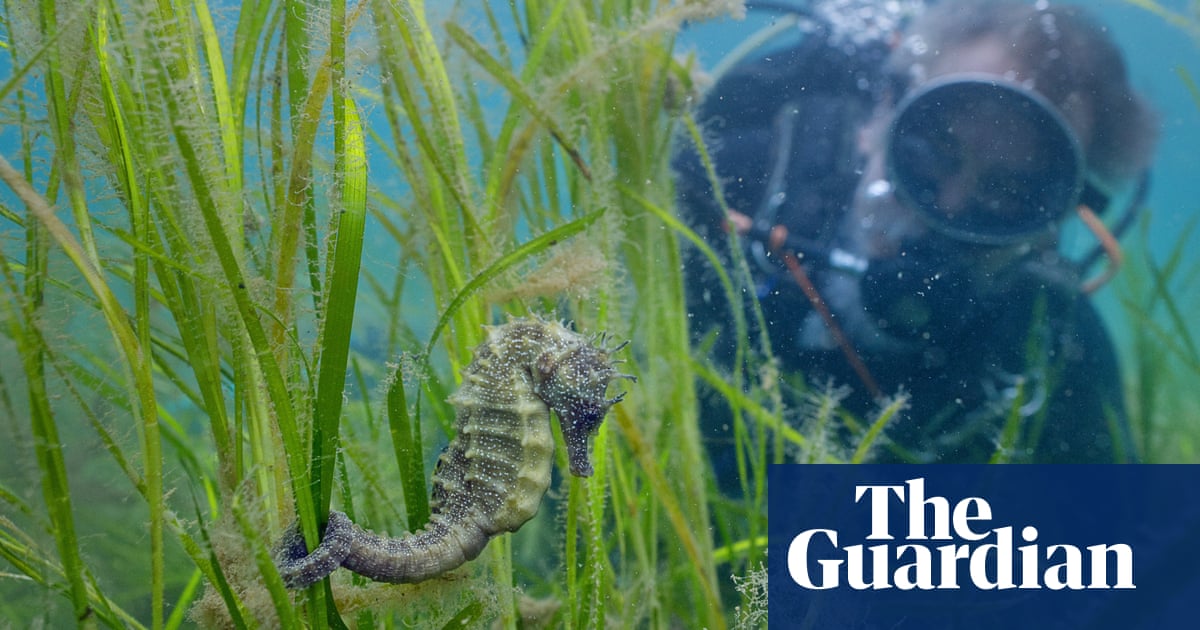 I am so obsessed with seahorses, I had 26 tanks full of them in my home | Marine life