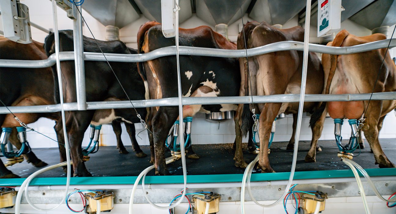 Five dairy cows are shown being milked by a machine