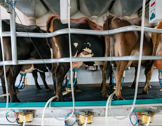 Five dairy cows are shown being milked by a machine