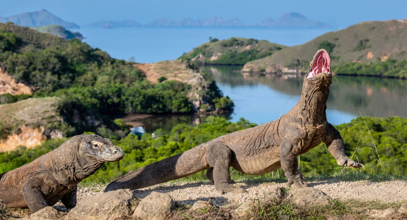 Two komodo dragons walk to the right along a gravel path, with water and trees in the background. One komodo dragon has its head raised and mouth open.