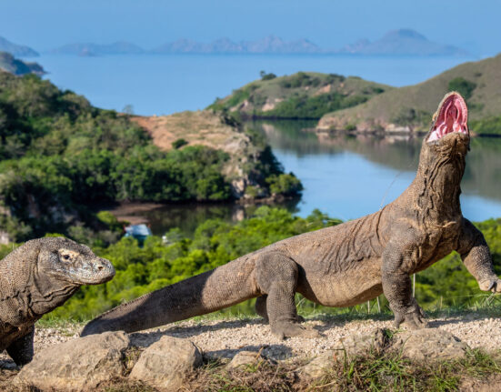 Two komodo dragons walk to the right along a gravel path, with water and trees in the background. One komodo dragon has its head raised and mouth open.