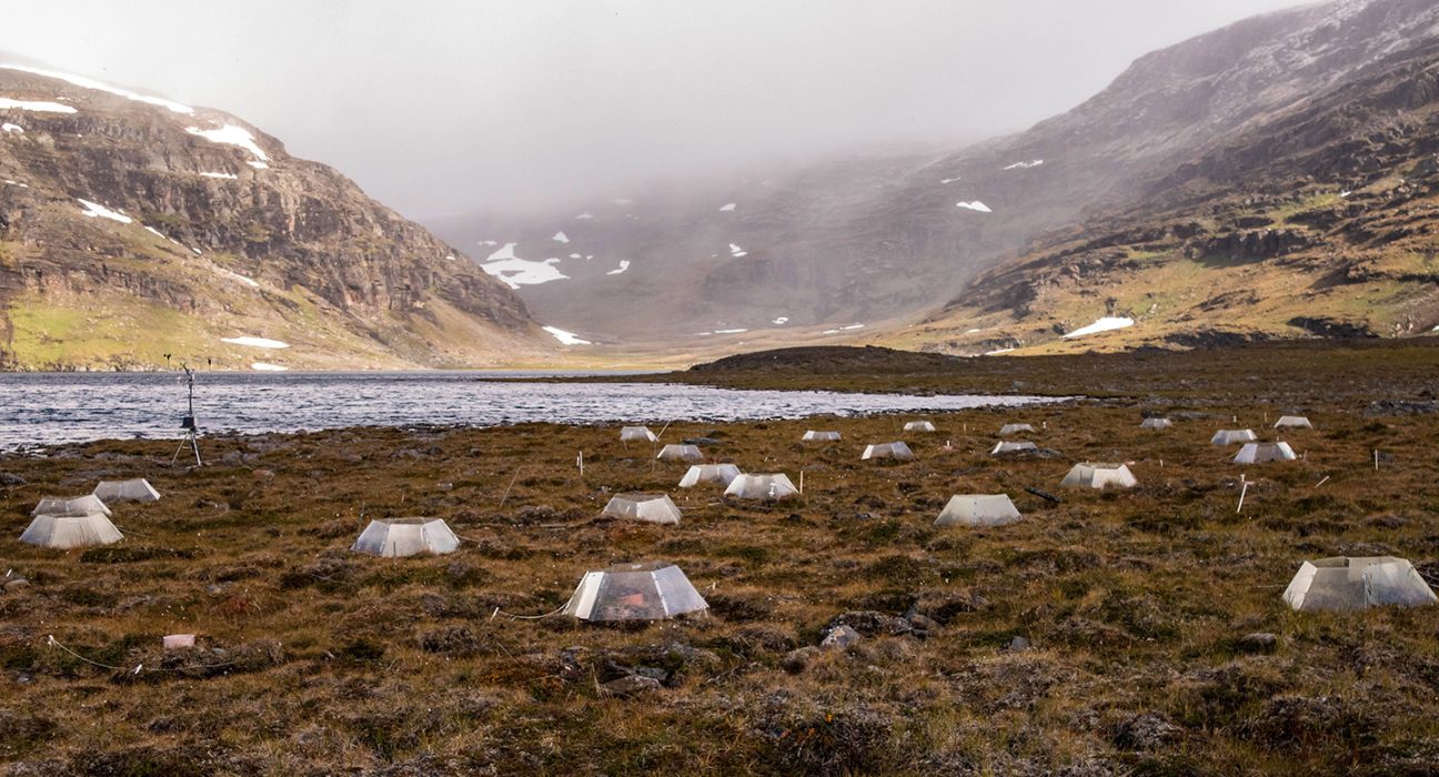 More than a dozen plastic containers dot the greenish-brown vegetation in the foreground of this Arctic tundra site in Sweden. A body of water and mountains shrouded in mist are visible in the background.