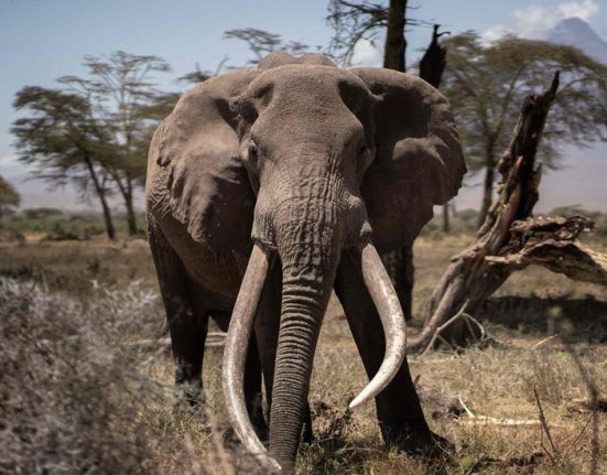 On the Kenya-Tanzania Border, an Elephant Hunting Ban Has Collapsed