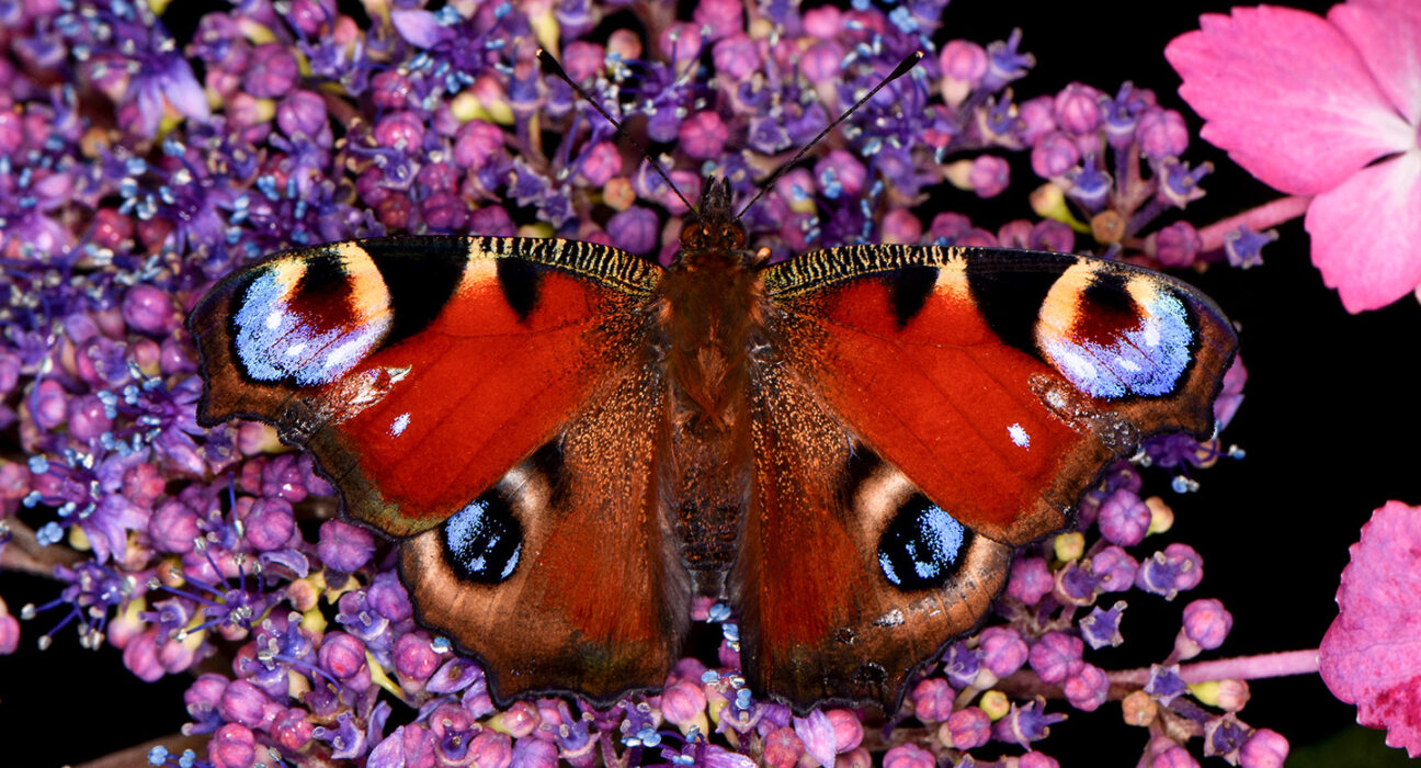 a rust colored spotted butterfly on purple flowers