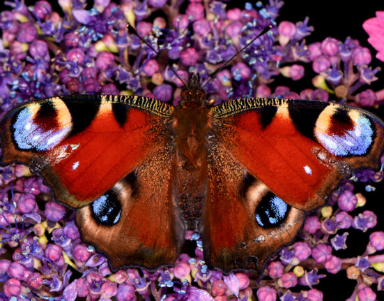 a rust colored spotted butterfly on purple flowers