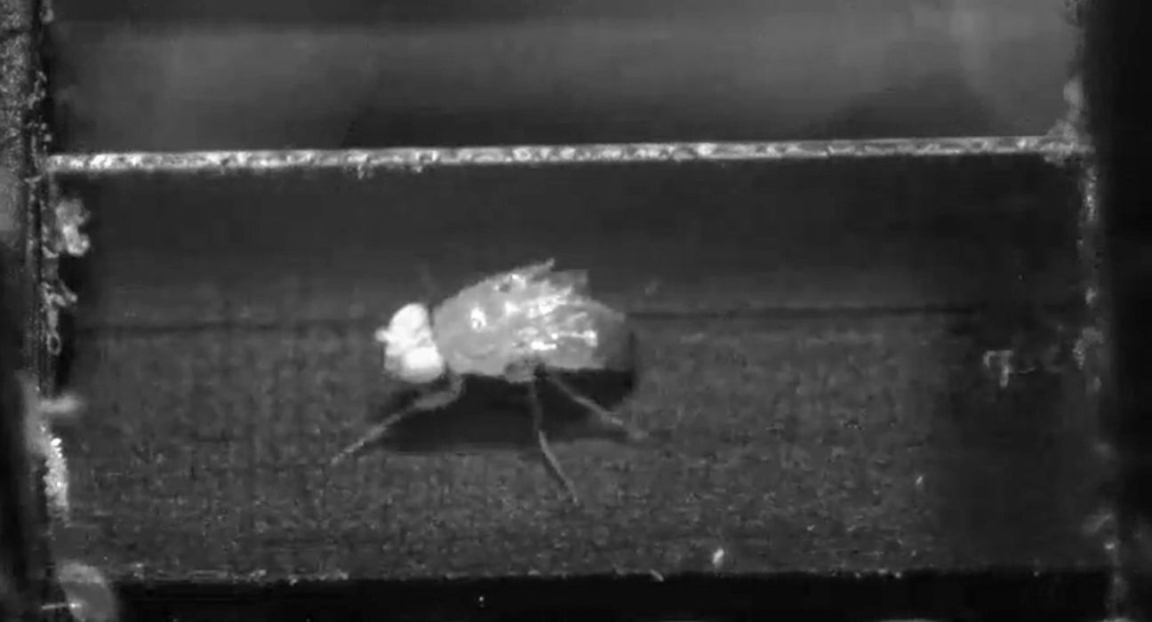 Tiny treadmills reveal how fruit flies sprint