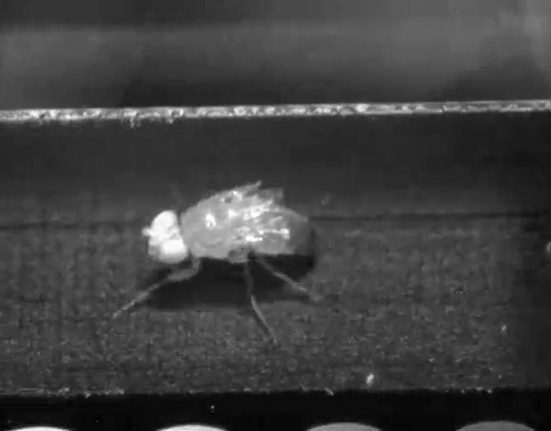 Tiny treadmills reveal how fruit flies sprint