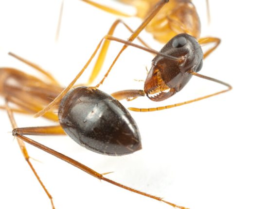 Videos Show Ants Amputating Nest Mates’ Legs to Save Their Lives