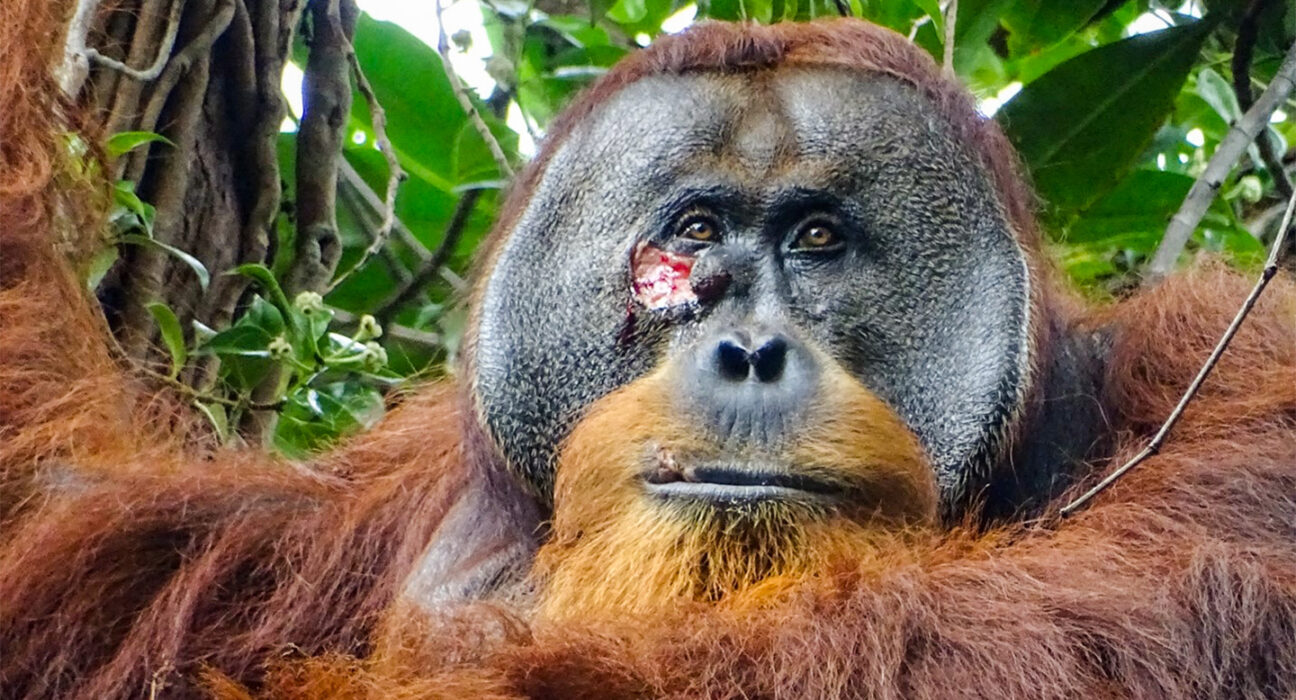 orangutan with gash under one eye