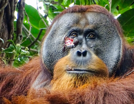 orangutan with gash under one eye