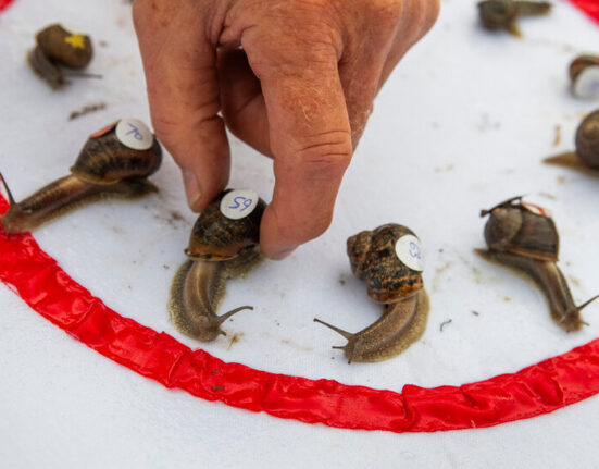 ‘Ready, Steady, Slow’: Championship Snail Racing at 0.006 M.P.H.