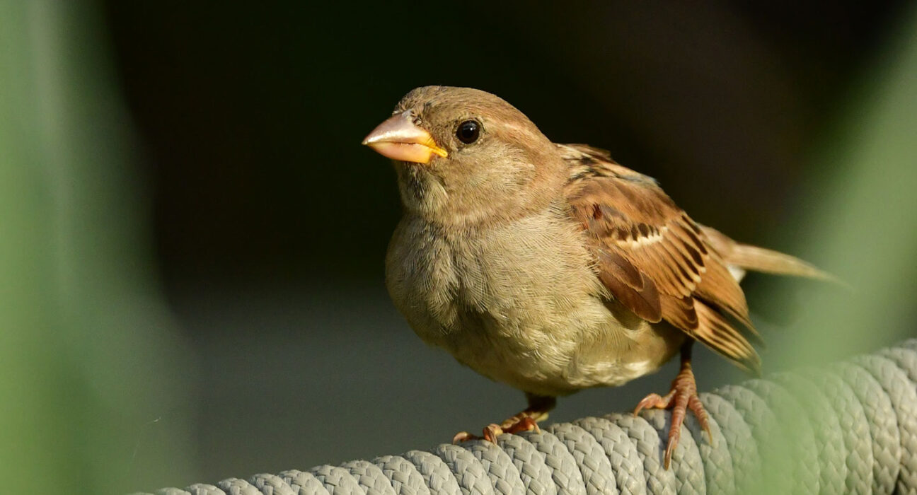 image of house sparrow