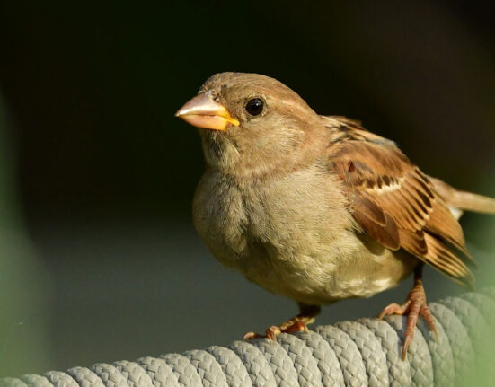 image of house sparrow