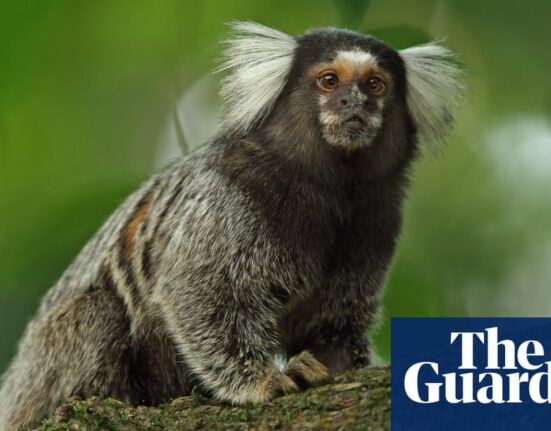 Marmosets use specific ‘names’ for one another, study finds | Primatology