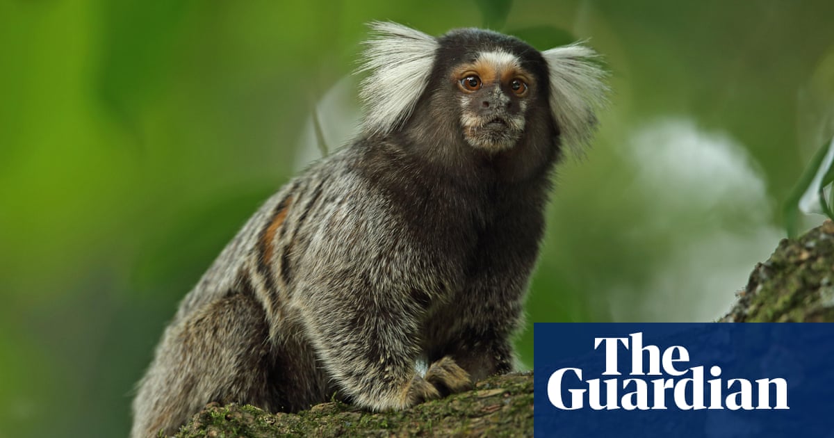 Marmosets use specific ‘names’ for one another, study finds | Primatology