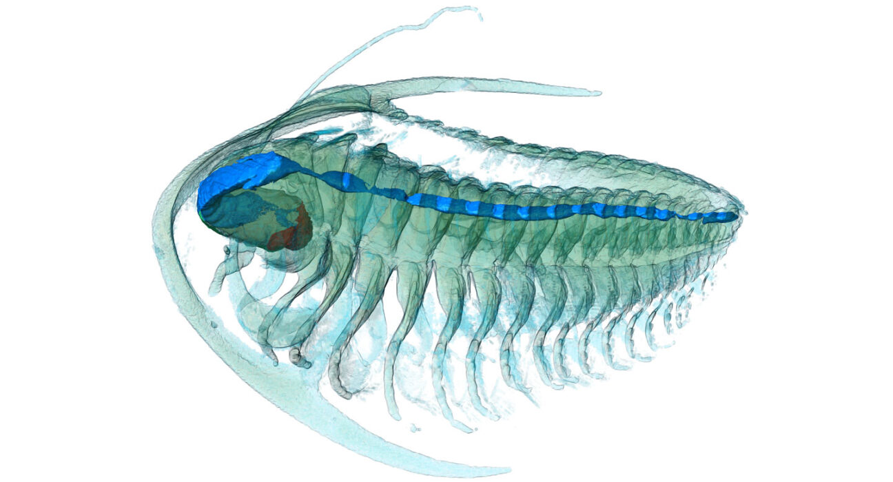 A 3-D reconstruction of a trilobite