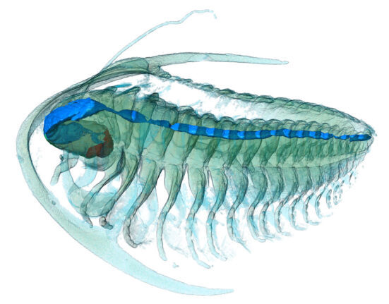 A 3-D reconstruction of a trilobite