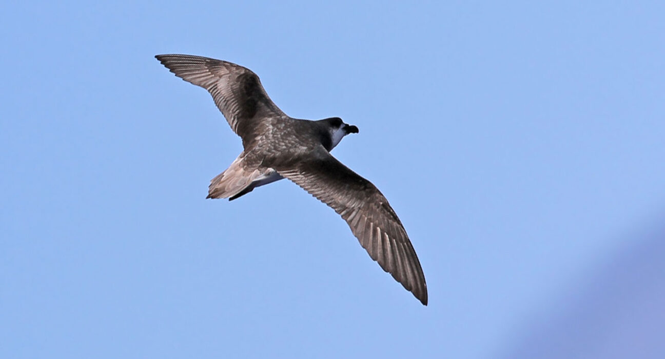 A small seabird called a Desertas petrel is shown flying against the blue backdrop of sky.