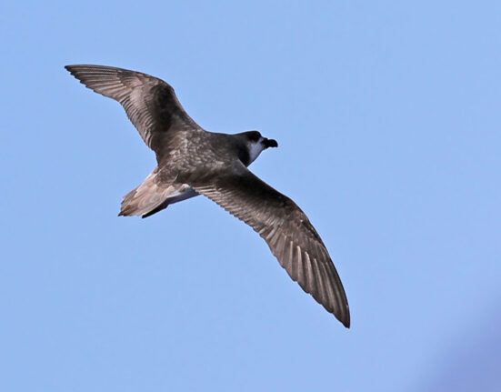 A small seabird called a Desertas petrel is shown flying against the blue backdrop of sky.