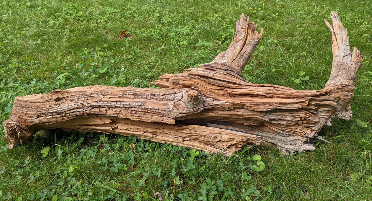 3,000-plus year-old wood on grass