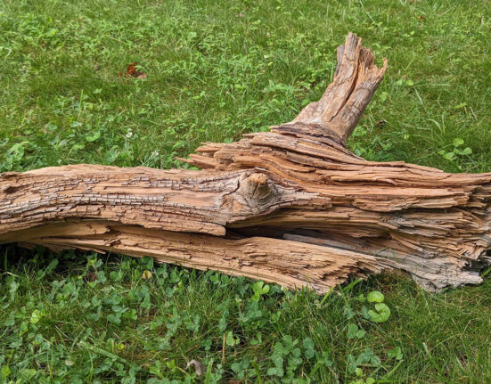 3,000-plus year-old wood on grass