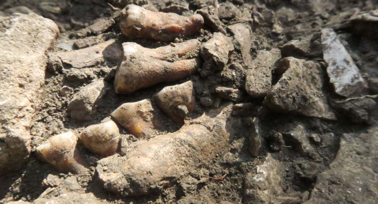 A row of fossilized teeth partly sticking out of dirt and rocks