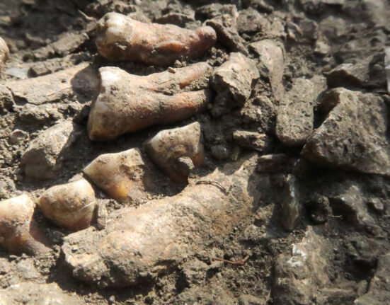 A row of fossilized teeth partly sticking out of dirt and rocks