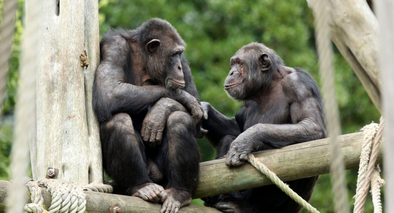 Two chimpanzees near each other hold hands while perched on a wooden structure in front of green leaves