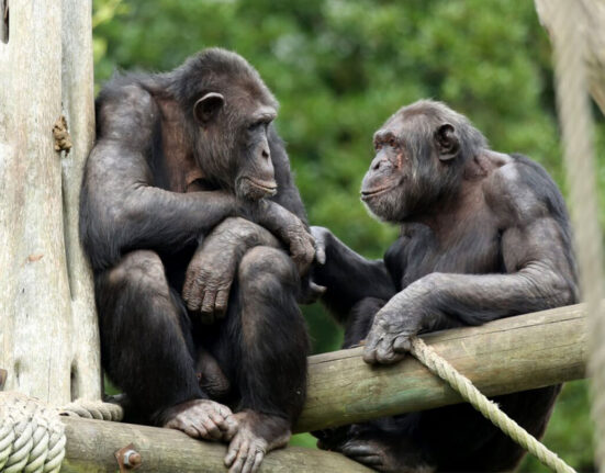 Two chimpanzees near each other hold hands while perched on a wooden structure in front of green leaves