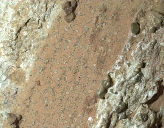 An image of a rock on Mars taken by the NASA rover Perseverance. Rocky white stripes flank a clay-colored area that is speckled with dark spots.