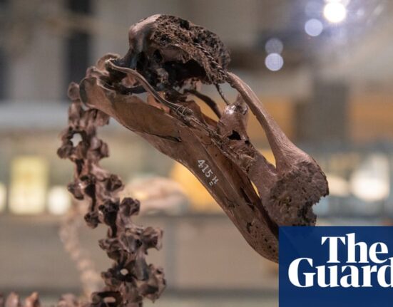 AI gives voice to dead animals in Cambridge exhibition | Science