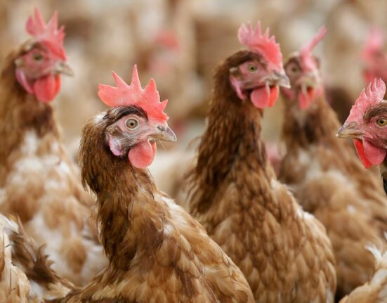 Bird flu infects four in Washington state; CDC deploys team