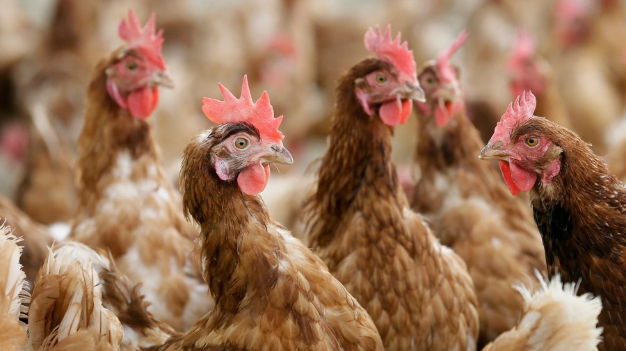 Bird flu infects four in Washington state; CDC deploys team