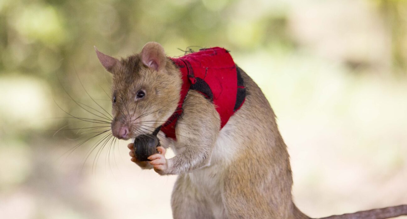 A rat wearing a red vest holds a small brown ball.