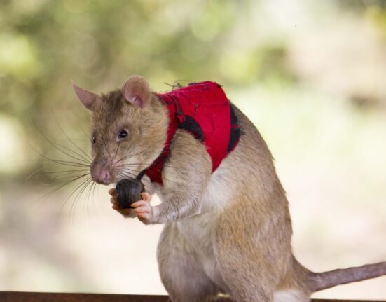 A rat wearing a red vest holds a small brown ball.