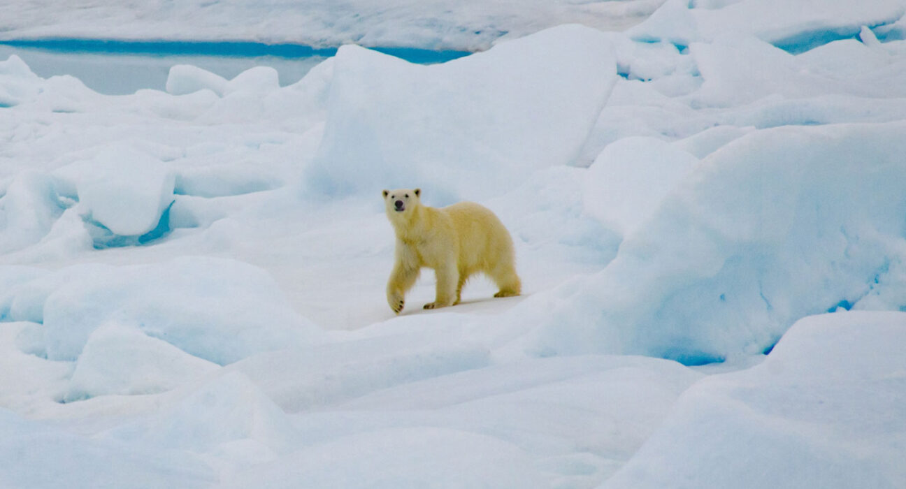 A polar bear walks across the snow