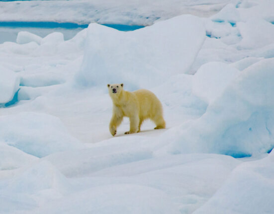 A polar bear walks across the snow