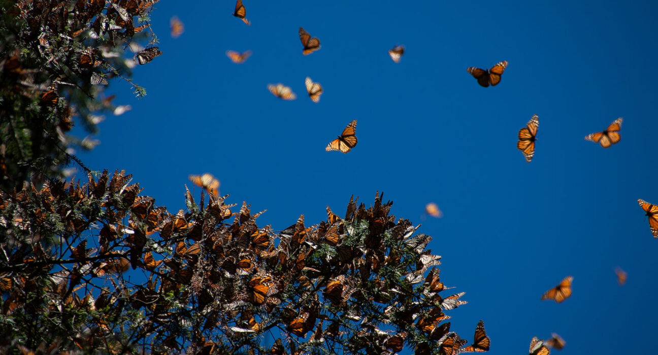 Several dozen monarch butterflies cling to an oyamel fir tree. More monarchs fly above it.