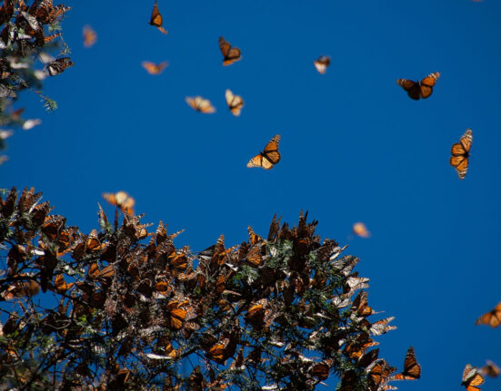 Several dozen monarch butterflies cling to an oyamel fir tree. More monarchs fly above it.