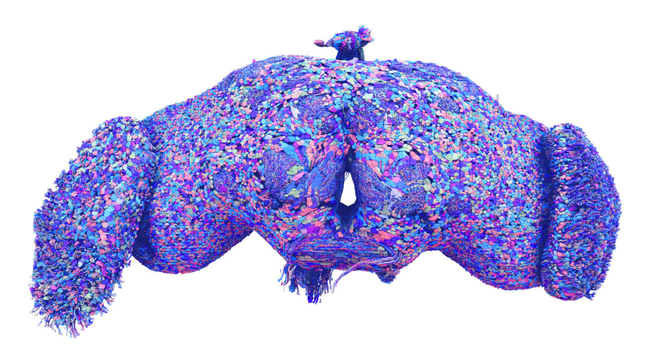 Digital reconstructions of blue, pink and purple cells make up a fruit fly brain, which is on a white background.