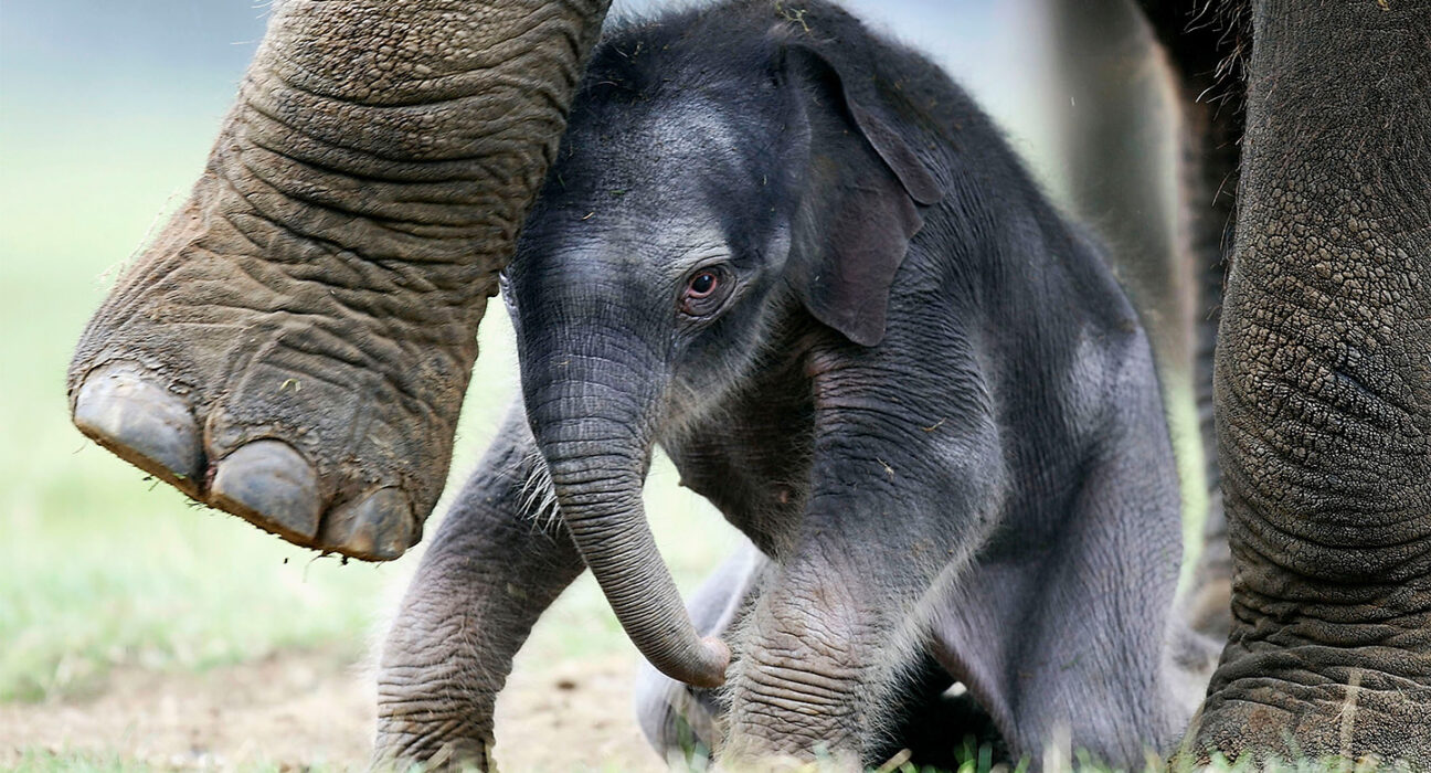 A baby elephat huddles under the feet of its mother.